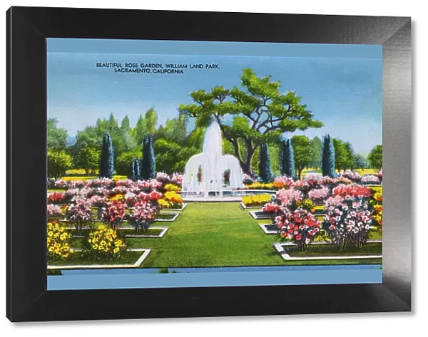 Sacramento, California, USA, William Land Park - Rose Garden
