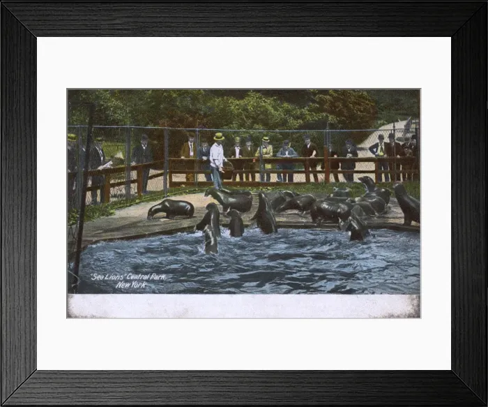 Framed Print : Sea Lions in Central Park, New York City, USA Framed Print : Sea Lions in Central Park, New York City, USA
