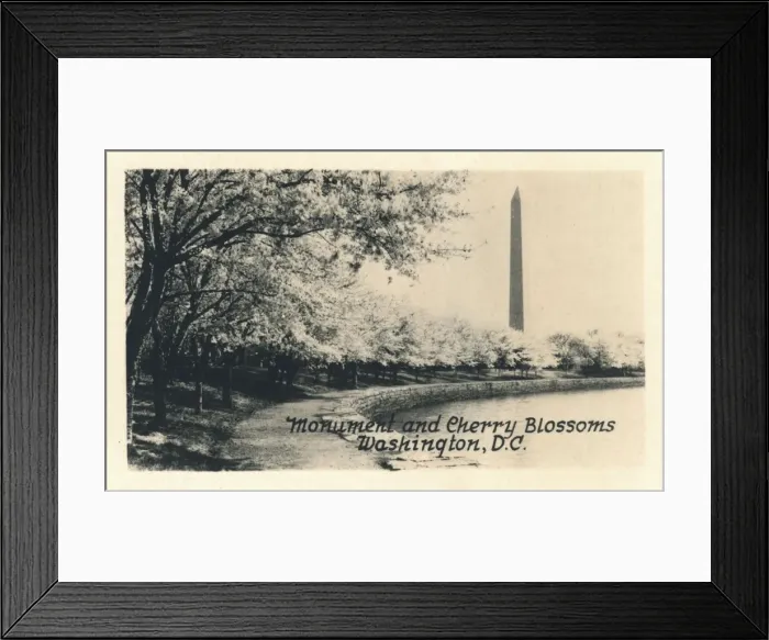 Framed Print : Washington DC, USA - Monument and Cherry Blossoms Framed Print : Washington DC, USA - Monument and Cherry Blossoms