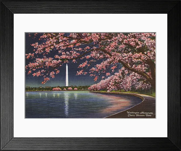 Framed Print : Washington DC, USA - Washington Monument cherry blossom Framed Print : Washington DC, USA - Washington Monument cherry blossom