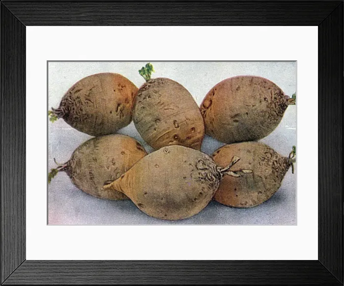 Framed Print : Mangold Prizewinner 1925 Framed Print : Mangold Prizewinner 1925
