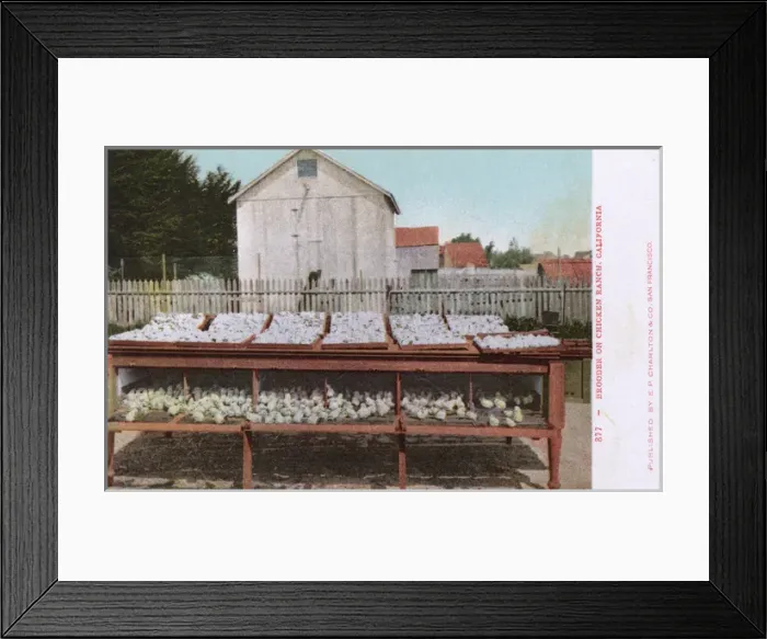 Framed Print : Chicken ranch, Petaluma, Sonoma County, California, USA Framed Print : Chicken ranch, Petaluma, Sonoma County, California, USA