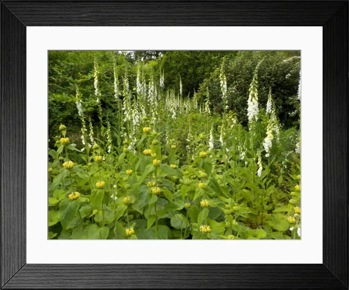 Framed Print : Munstead Wood and Gardens - home of Gertrude Jekyll Framed Print : Munstead Wood and Gardens - home of Gertrude Jekyll