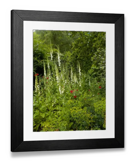 Framed Print : Munstead Wood and Gardens - home of Gertrude Jekyll Framed Print : Munstead Wood and Gardens - home of Gertrude Jekyll