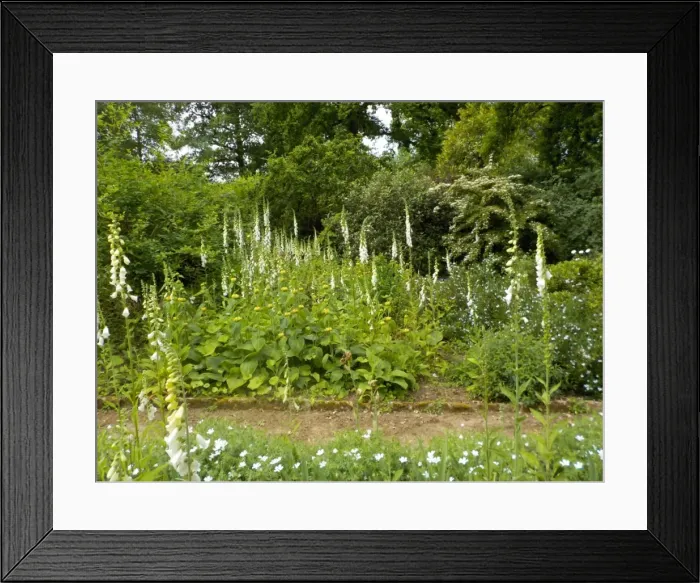 Framed Print : Munstead Wood and Gardens - home of Gertrude Jekyll Framed Print : Munstead Wood and Gardens - home of Gertrude Jekyll