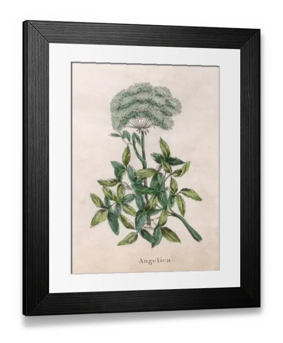 Framed Print : Plants / Angelica Framed Print : Plants / Angelica