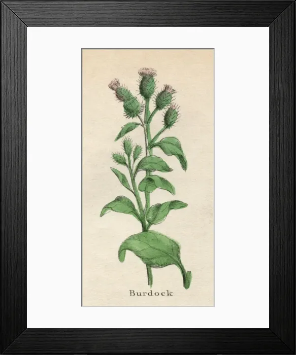 Framed Print : Plants / Arctium Lappa Framed Print : Plants / Arctium Lappa