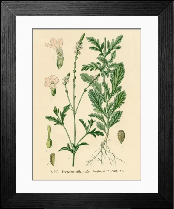 Framed Print : Verbena Officinalis Framed Print : Verbena Officinalis