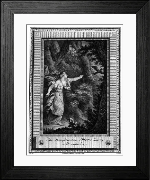 Framed Print : Picus into Woodpecker Framed Print : Picus into Woodpecker
