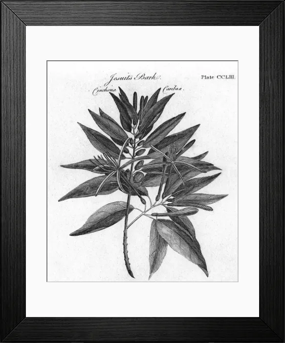 Framed Print : Plants / Cinchona Framed Print : Plants / Cinchona