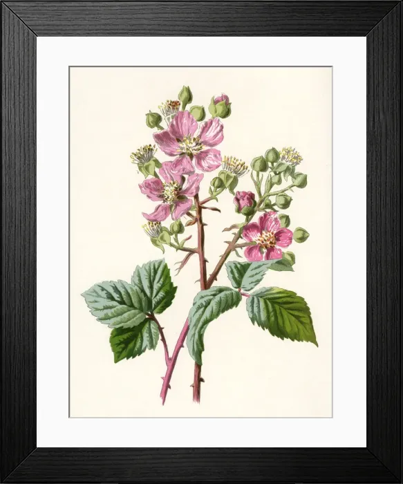 Framed Print : Plants / Rubus Fruticosus Framed Print : Plants / Rubus Fruticosus
