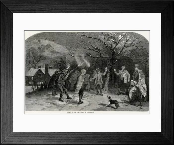 Framed Print : Firing at the apple-tree in Devonshire Framed Print : Firing at the apple-tree in Devonshire