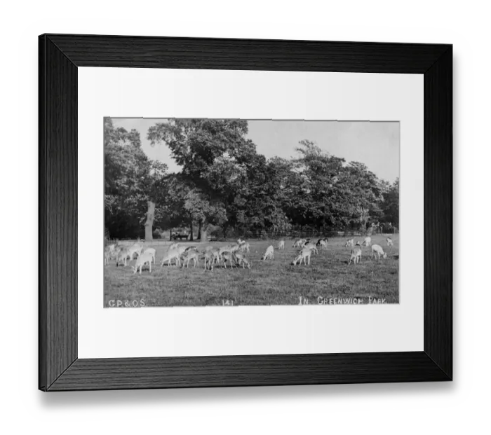 Framed Print : Deer, Greenwich Park Framed Print : Deer, Greenwich Park