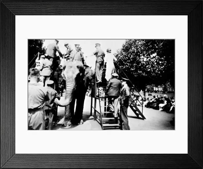 Framed Print : Elephant ride at London Zoo Framed Print : Elephant ride at London Zoo