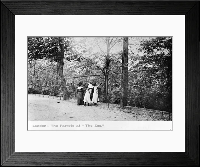 Framed Print : People looking at the parrots at London Zoo Framed Print : People looking at the parrots at London Zoo