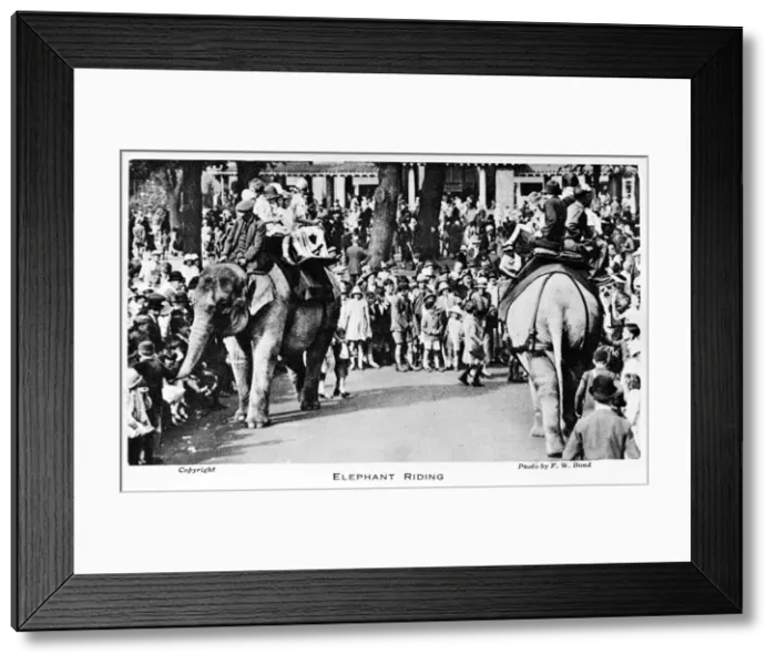 Framed Print : Elephant riding at London Zoo Framed Print : Elephant riding at London Zoo