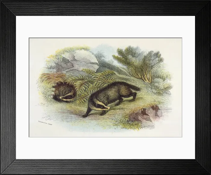 Framed Print : Badger / Naturalists Lib Framed Print : Badger / Naturalists Lib