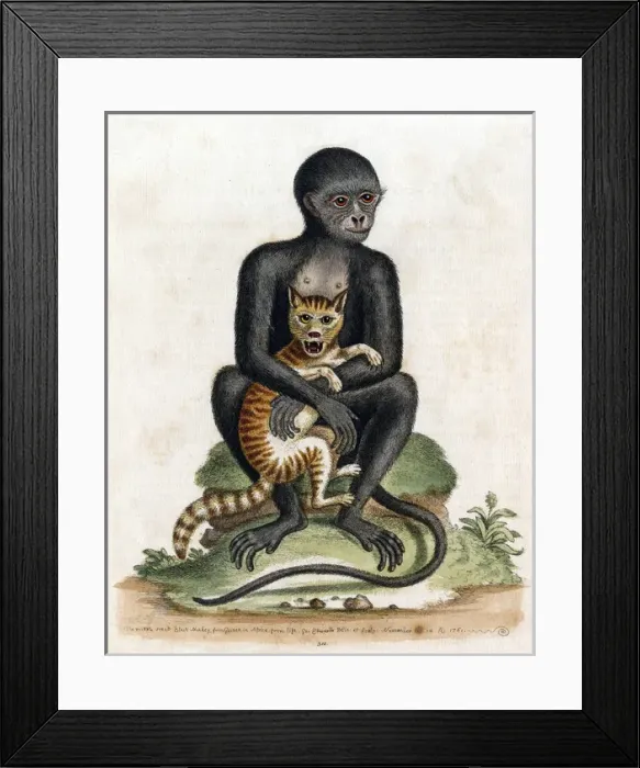 Framed Print : Black Guinea Monkey Framed Print : Black Guinea Monkey