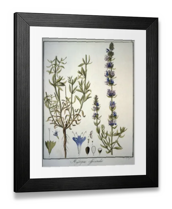 Framed Print : Hyssopus Officinalis Framed Print : Hyssopus Officinalis