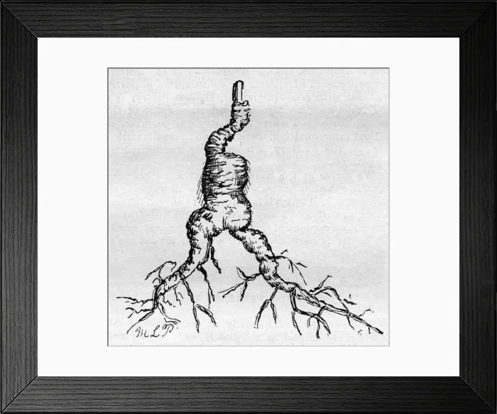 Framed Print : Ginseng root Framed Print : Ginseng root