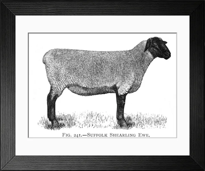 Framed Print : Suffolk Shearling ewe breed of sheep Framed Print : Suffolk Shearling ewe breed of sheep
