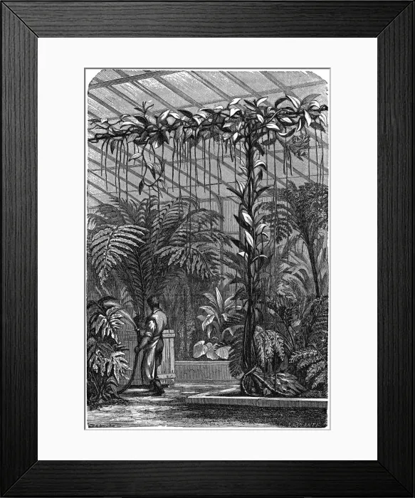 Framed Print : A large Stove Conservatory Framed Print : A large Stove Conservatory