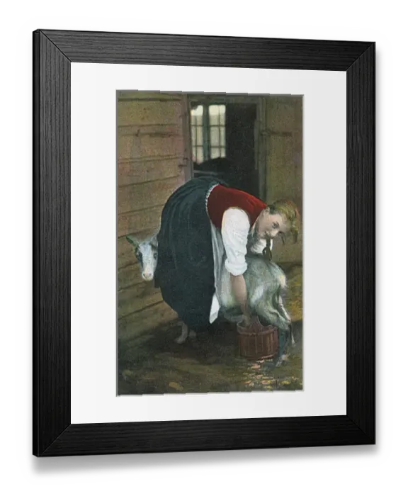 Framed Print : Girl Milking Goat / Norway Framed Print : Girl Milking Goat / Norway