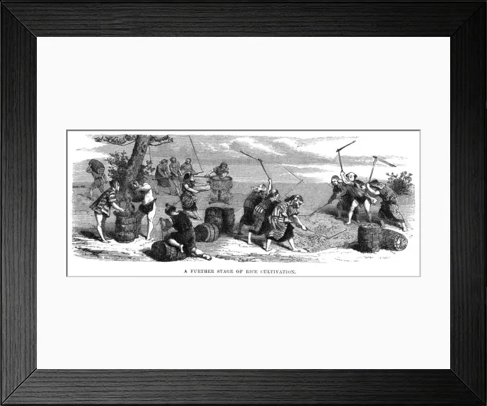 Framed Print : Rice threshing, Japan Framed Print : Rice threshing, Japan