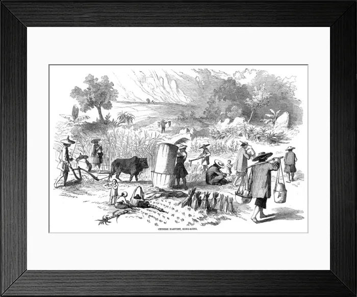 Framed Print : Harvesting rice in Hong Kong Framed Print : Harvesting rice in Hong Kong
