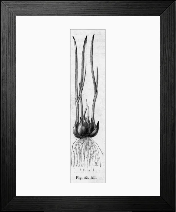 Framed Print : Garlic plant Framed Print : Garlic plant