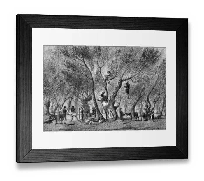 Framed Print : Olive harvest in Greece Framed Print : Olive harvest in Greece