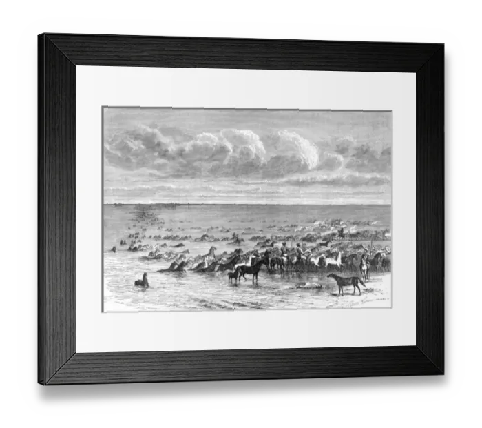 Framed Print : Horses herded across the River Volga, Russia Framed Print : Horses herded across the River Volga, Russia