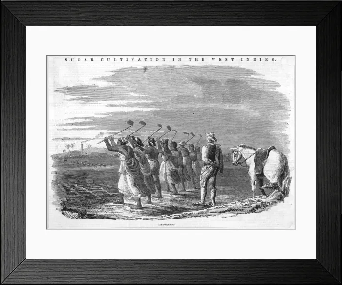 Framed Print : Cane holeing, Jamaica 1849 Framed Print : Cane holeing, Jamaica 1849
