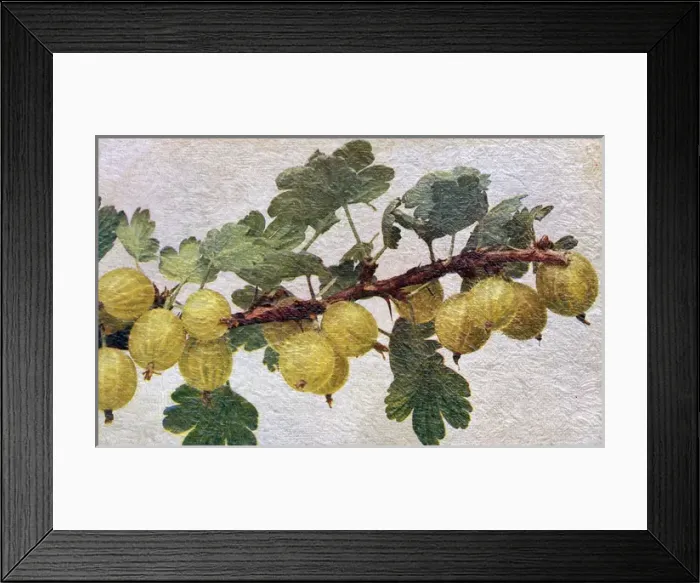 Framed Print : Gooseberries on a branch Framed Print : Gooseberries on a branch