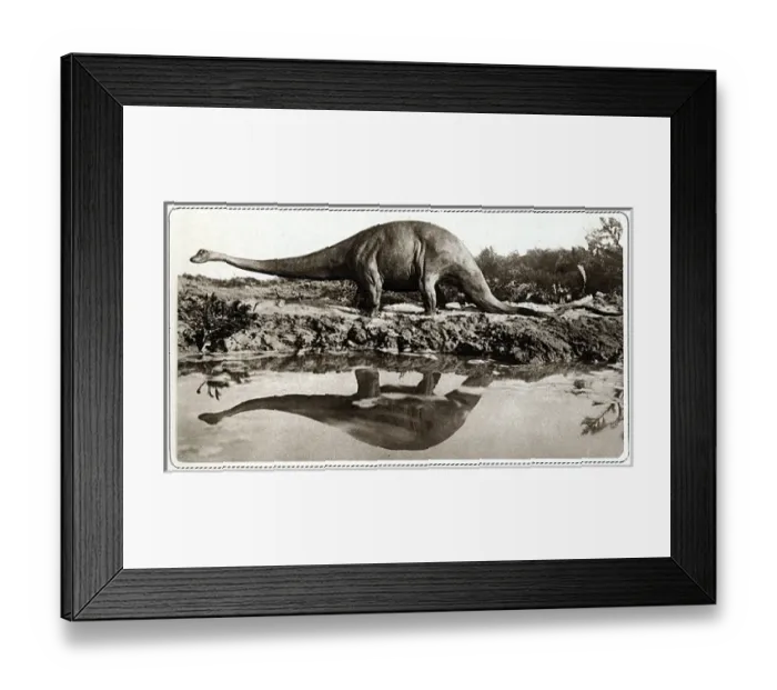 Framed Print : Dinosaur / Diplodocus Framed Print : Dinosaur / Diplodocus
