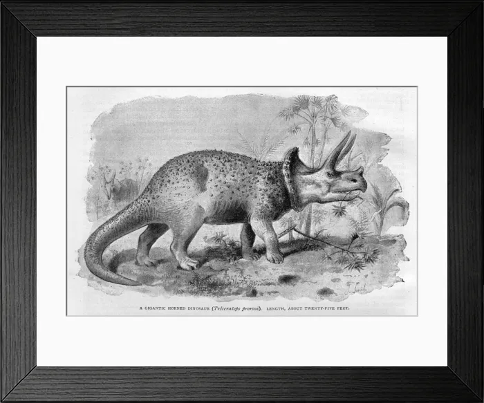Framed Print : Dinosaur / Triceratops Framed Print : Dinosaur / Triceratops
