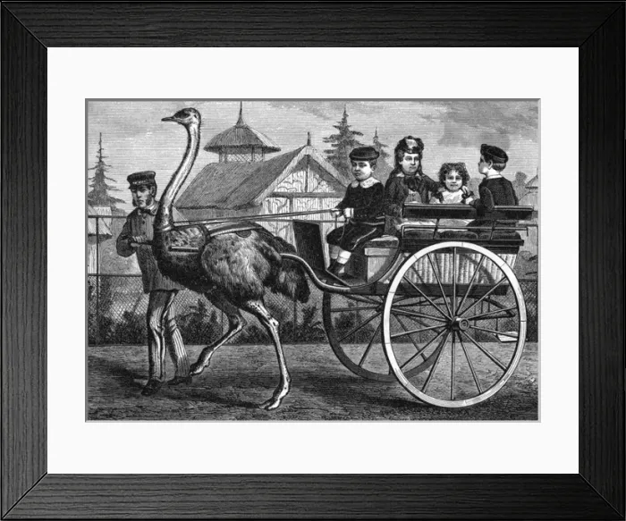 Framed Print : Transport / By Ostrich Framed Print : Transport / By Ostrich