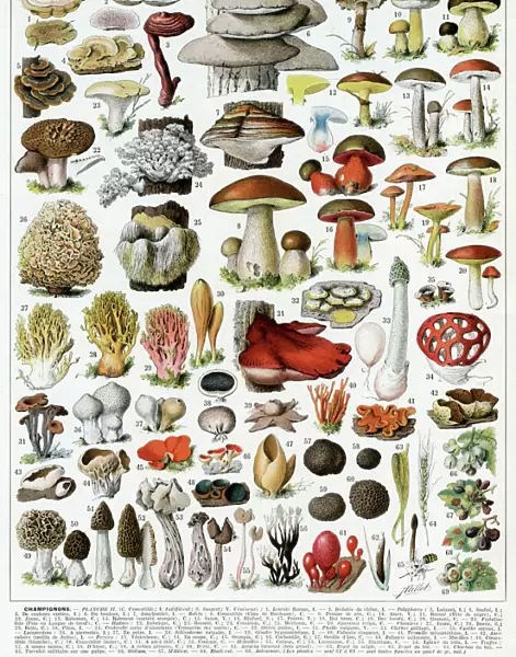 A large variety of mushrooms, 1913