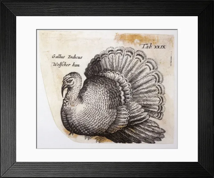 Framed Print : Turkey (Johnstone) Framed Print : Turkey (Johnstone)