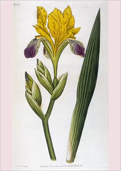 Iris Variegata or Variegated Iris