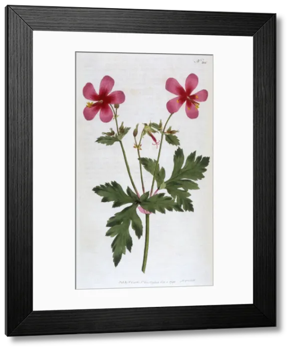 Framed Print : Geranium Anemonefolium or Anemone Leaved Geranium Framed Print : Geranium Anemonefolium or Anemone Leaved Geranium