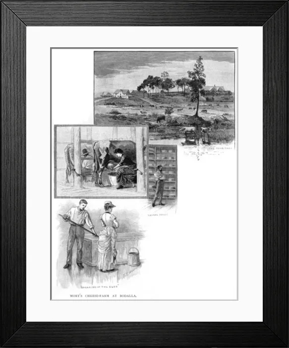 Framed Print : Australian Cheese Making Framed Print : Australian Cheese Making