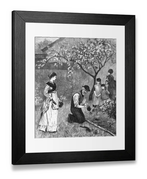 Framed Print : Bedding out in June 1870 Framed Print : Bedding out in June 1870