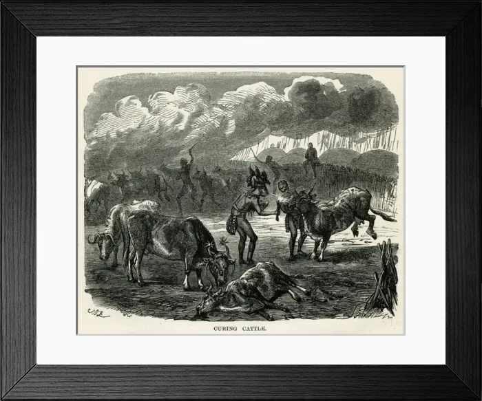 Framed Print : Kaffir Curing Cattle Framed Print : Kaffir Curing Cattle
