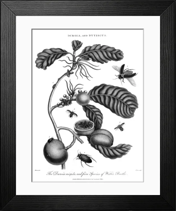 Framed Print : Plant, Fruit & Insects Framed Print : Plant, Fruit & Insects