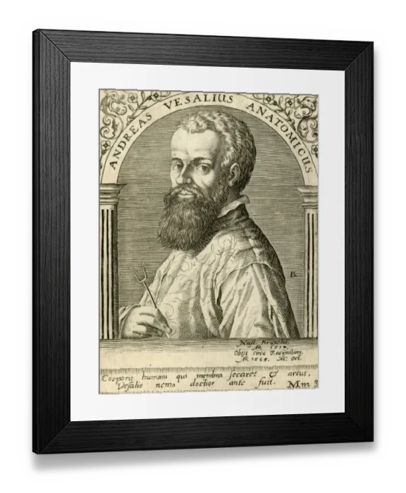 Framed Print : Vesalius - Ammon 1650