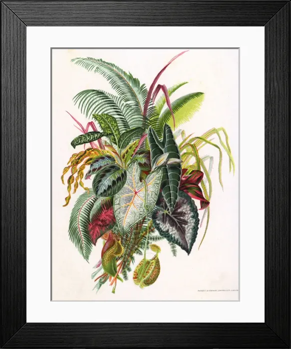 Framed Print : Pretty Foliage Framed Print : Pretty Foliage