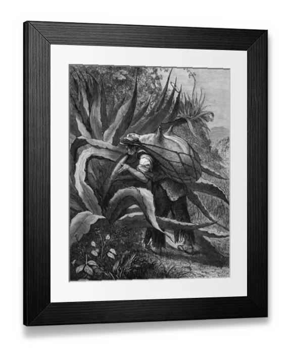 Framed Print : Food and Drink / Pulque Framed Print : Food and Drink / Pulque