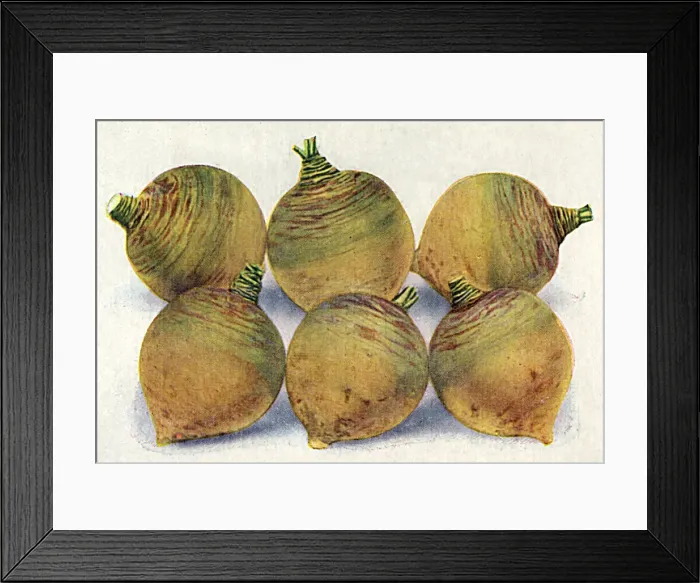 Framed Print : Swede Bronze Top C1920 Framed Print : Swede Bronze Top C1920