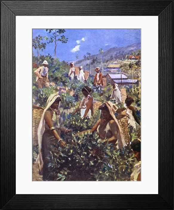 Framed Print : Ceylon Tea Picking Framed Print : Ceylon Tea Picking